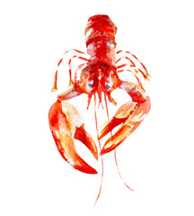 fresh lobster illustration. Hand drawn watercolor on white background. - 159889706