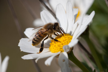 Bee on flower - pollination