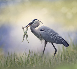 Great Blue Heron with a frog
