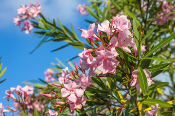 Beautiful pink nerium oleander flowers on bright summer day