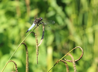 Libellule bleue des marais