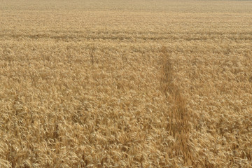 wheat field
