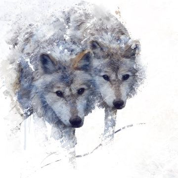 Two wolves watercolor