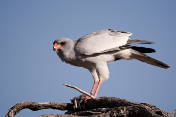 Pale Chanting Goshawk looking around while feeding