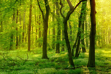 Naklejka premium Wild Natural Forest in the Beautiful Light of the Morning Sun