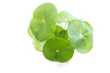 gotu kola leaves