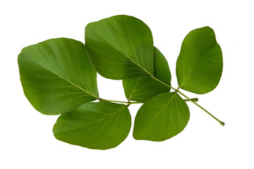 Green leaves on white background
