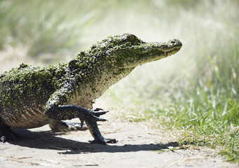Young American Alligator