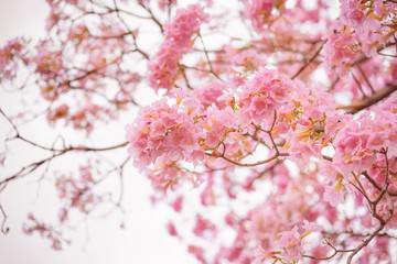 Pink Trumpet flower