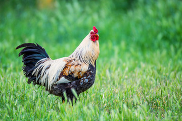 Cock is on the farmyard