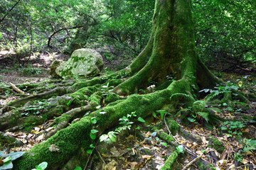 The roots of the old tree, large roots covered with moss