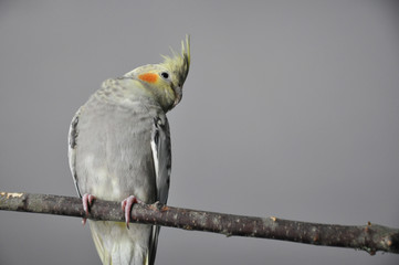 Sam the baby cockatiel