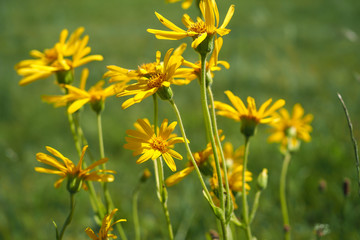 Arnika, Arnica montana