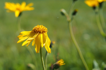 Arnika, Arnica montana