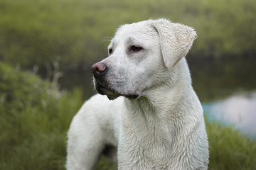 Portrait eines weißen jungen labrador retriever hund welpen auf einer wiese mit blumen
