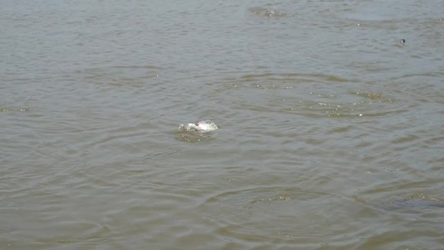 Fish splashing on the surface of the water.