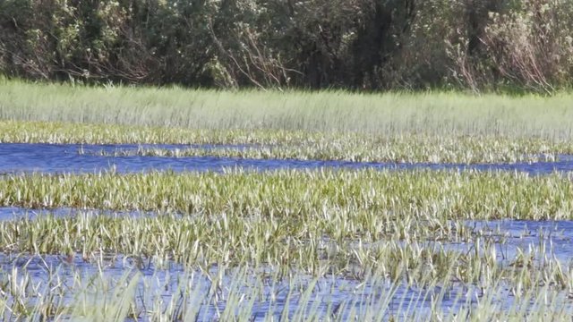 Blue Lake (bog-lake) is overgrown  soldier (Stratiotes) and sedges and surrounded by willows. Terns over the water, summer day, fresh wind
