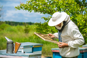 Beekeeper works in a hive - adds frames, watching bees. Beekeeper inspecting frame with honeycomb full of bees. Apiary concept