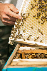 Queen of the bee. Beekeeper taking out frame with honeycomb out of a beehive with bare hands. Bees on honeycombs. Frames of a bee hive.