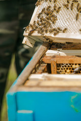Queen of the bee. Beekeeper taking out frame with honeycomb out of a beehive with bare hands. Bees on honeycombs. Frames of a bee hive.