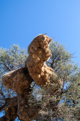 Sociable Weaver bird nest/colony