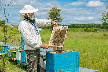 Beekeeper is working with bees and beehives on the apiary. Frames of a bee hive. Beekeeper at work. Apiculture