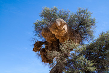 Sociable Weaver bird nest/colony