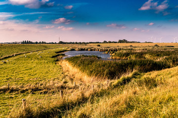 Schafe in den Dünen in Holland, Zeeland