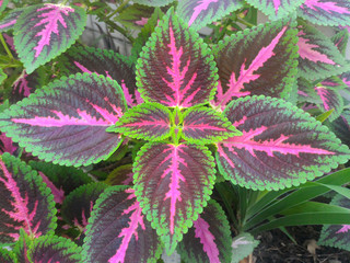 Green and Purple of Perilla frutecenses (Nepetoideae) - vegetable or japanese shiso leaf in garden. Beefsteak plant's colorful leaves (crispa f. atropurpurea)