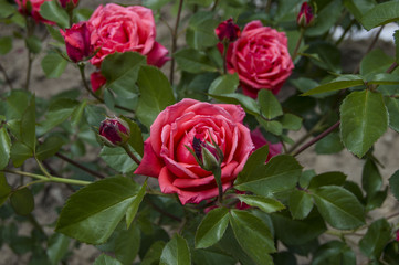 Roses, red roses for new designs, pink roses, white roses, yellow roses pictures

