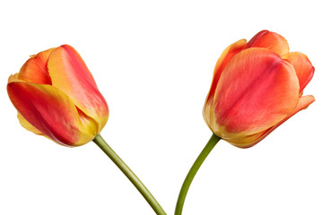 Isolated tulips on a white background