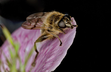 A Macro photo of a flies head on a pink flower