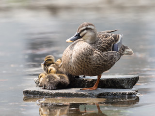 カルガモの赤ちゃんとお母さん