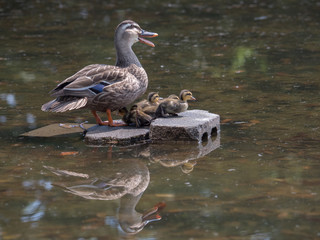 カルガモの赤ちゃんとお母さん