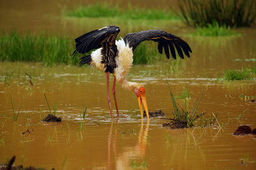 The painted stork (Mycteria leucocephala) fishing in muddy water