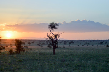 Fototapeta na wymiar Sunset over the savanna