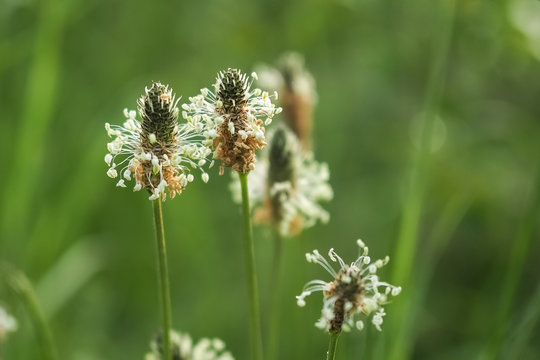 Spitzwegerich, Plantago Lanceolata