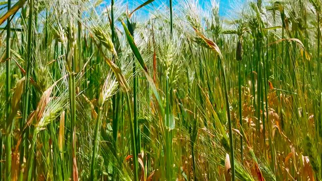 Langsamer Gang durch Weizen Feld bei strahlendem Sonnenschein