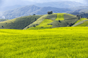 Obraz premium Green terraced rice field in pa pong piang, Chiang Mai, Thailand