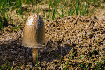 Closeup of a single wild mushroom growing on peat and grass