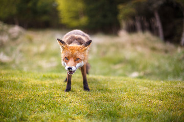 Red fox near HIrtshals