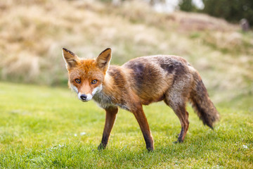 Red fox near HIrtshals