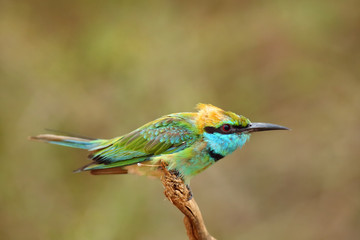 The green bee-eater (Merops orientalis) sometimes little green bee-eater sitting on the branch