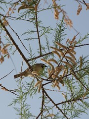 Bird hiding in the bush close up, view to the top