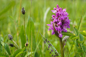 Breitblättriges Knabenkraut, Dactylorhiza majalis