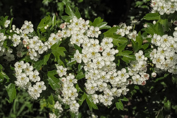 Weißdorn, Crataegus monogyna