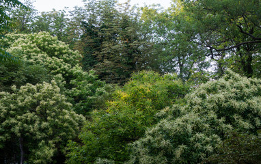 Obraz premium Blooming trees in a park in Graz