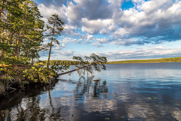 Trees bending over the lake.