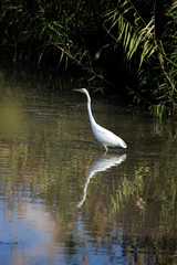 en la paz de la laguna