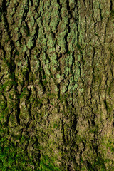 Tree 1 - obrazy, fototapety, plakaty